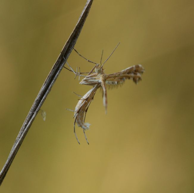 Crombrugghia laetus o Cnaemidophorus rhododactyla?